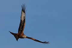 David Plant Photography - Wildlife Photography - Red kite - E